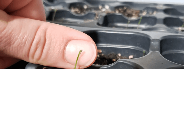 Ok so I decided to try growing asparagus from seed (long term project) and they sprouted and just look like TEENY little asparagus. I’m not sure why I think it’s so funny. Tonight, we feast 😅 Well, tonight or in 3-4 years – Reddit Post