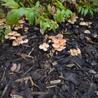Does this look like honey fungus?