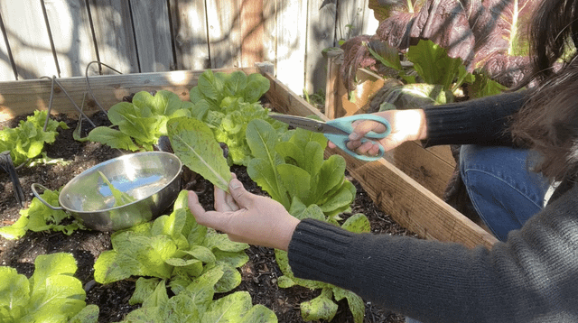 Growing a salad garden 🌱 – Reddit Post
