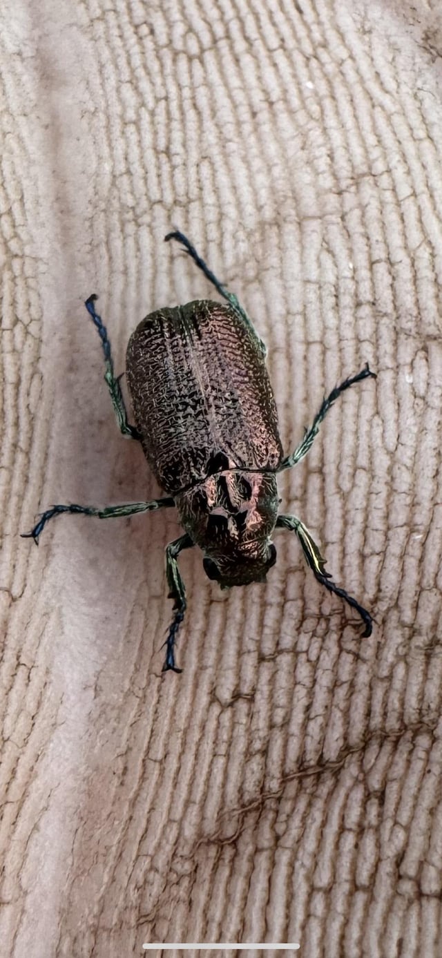 I.D help plz