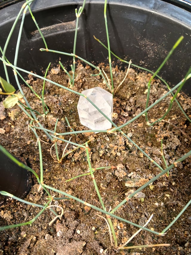 Growing ephedra – Reddit Post
