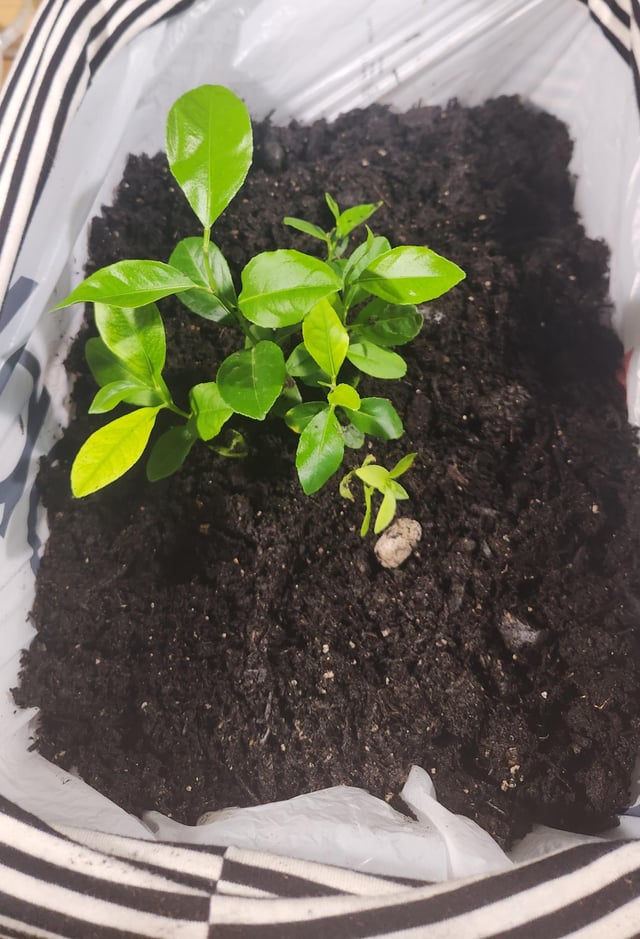 2 Month Old Lemon – Reddit Post