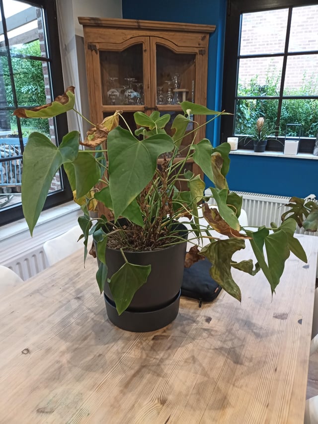 Any tips to help my Anthurium? – Reddit Post