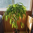 I got a tree on clearance and need help – Reddit Post