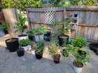 Addicted to lowes clearance plants – Reddit Post