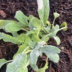 Plant Diagnosis for New Gardener – Reddit Post