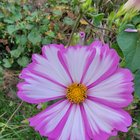 Blooms 🌺🌼🌸 – Reddit Post