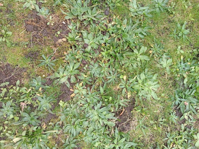 I’m new to gardening and want to restarts the lawn