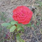 Morning 🌹 – Reddit Post