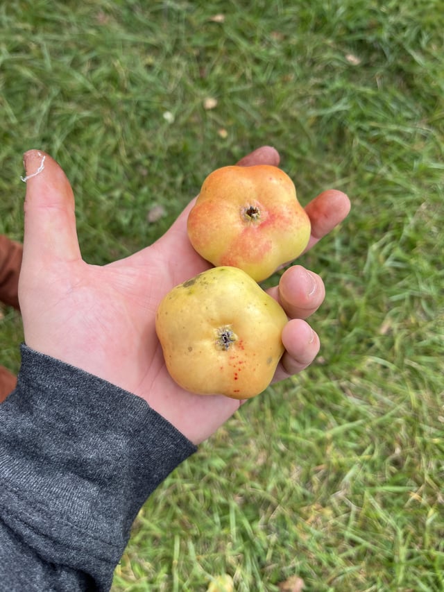 Star shaped apple – Reddit Post