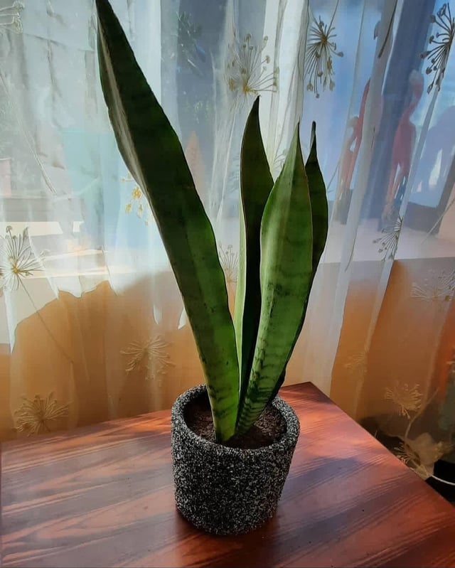 Who else talks to plants? – Reddit Post
