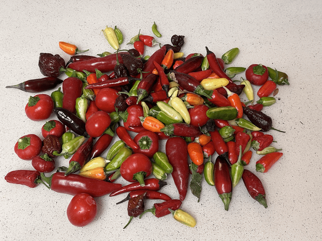 SMOL PEPPER HAUL – Reddit Post