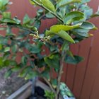 Care for lime tree.