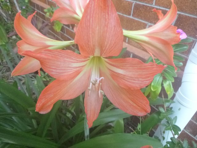 Hippeastrum, waiting for rain – Reddit Post