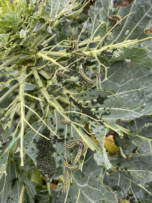 My poor Brussels Sprouts! Will they still be eatable and do I just leave the eggs?