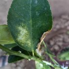 New Lemon plant in Arizona – Reddit Post