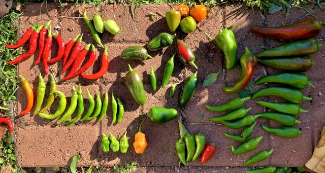 my final harvest of the year – Reddit Post
