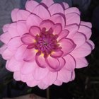 One more before winter. One of the last few flowers looking good – Reddit Post