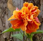 It seems like a super rare flower to me. I don’t know if there are many together or just one. Beautiful color – Reddit Post