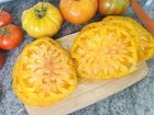 Garden tomato perfection. Just had to share with you all! Chef’s Choice Bi-Color Hybrid vines really popped off after the summer heat ended. – Reddit Post