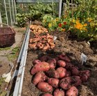 Potato harvest is a winner – Reddit Post