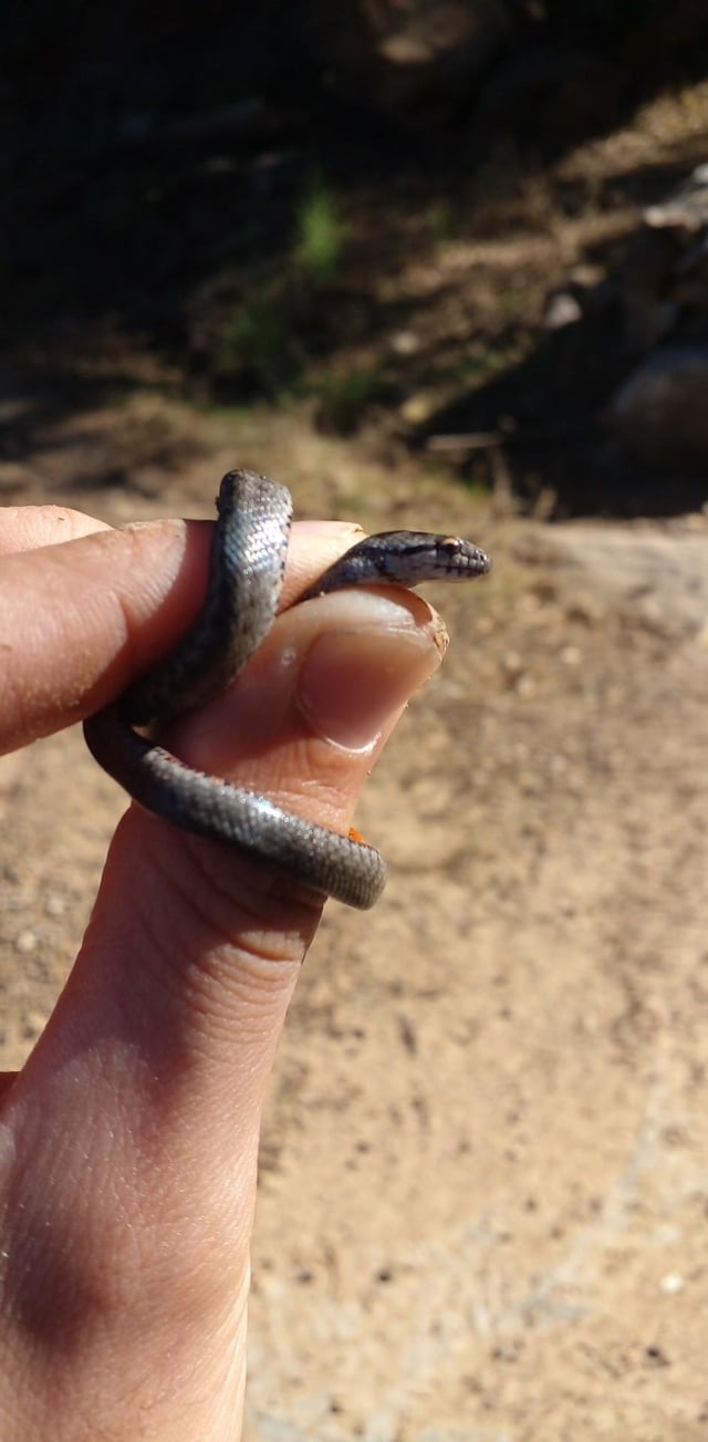 We got a cute visitor – Reddit Post
