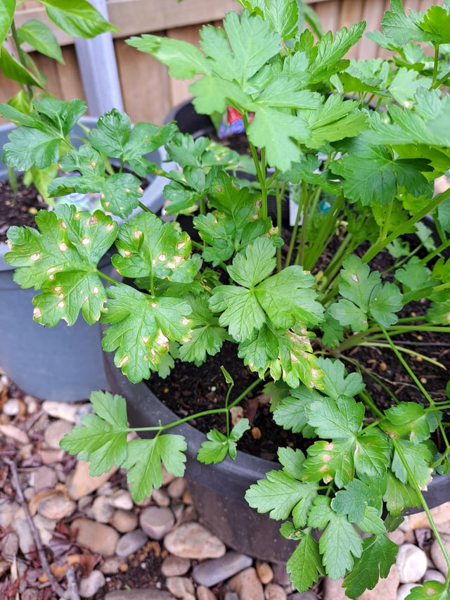 Grey spots on parsley