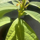 Avocado Tree!