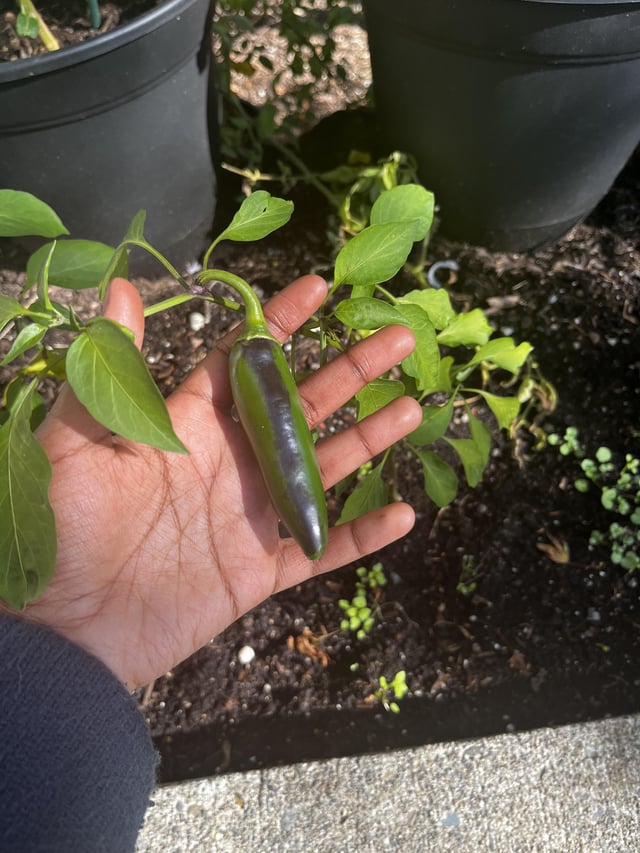 Why are my peppers turning black? – Reddit Post