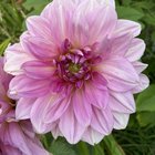 The frost is coming so I had to take pictures of my last Delilah’s for the year – Reddit Post