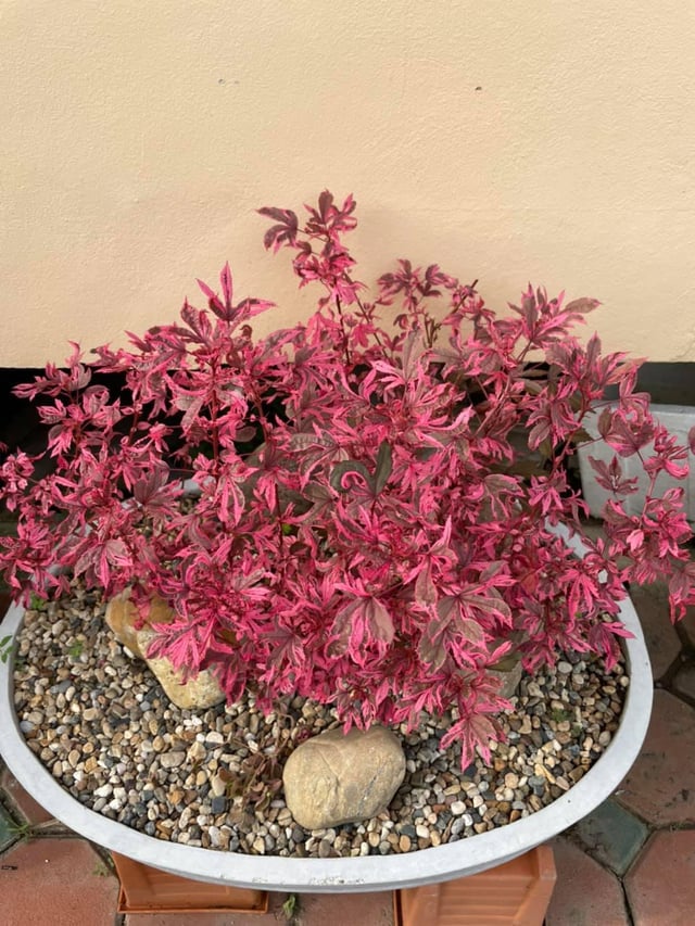 Tiny Pink Maples bonsai – Reddit Post