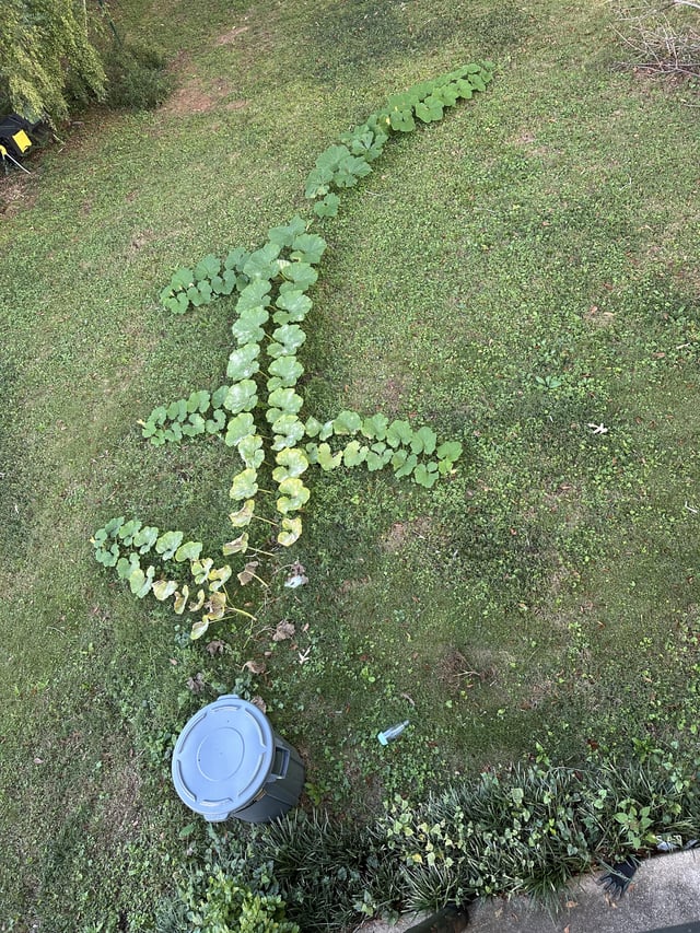 Tossed my pumpkins from last fall in the compost. 😑 – Reddit Post