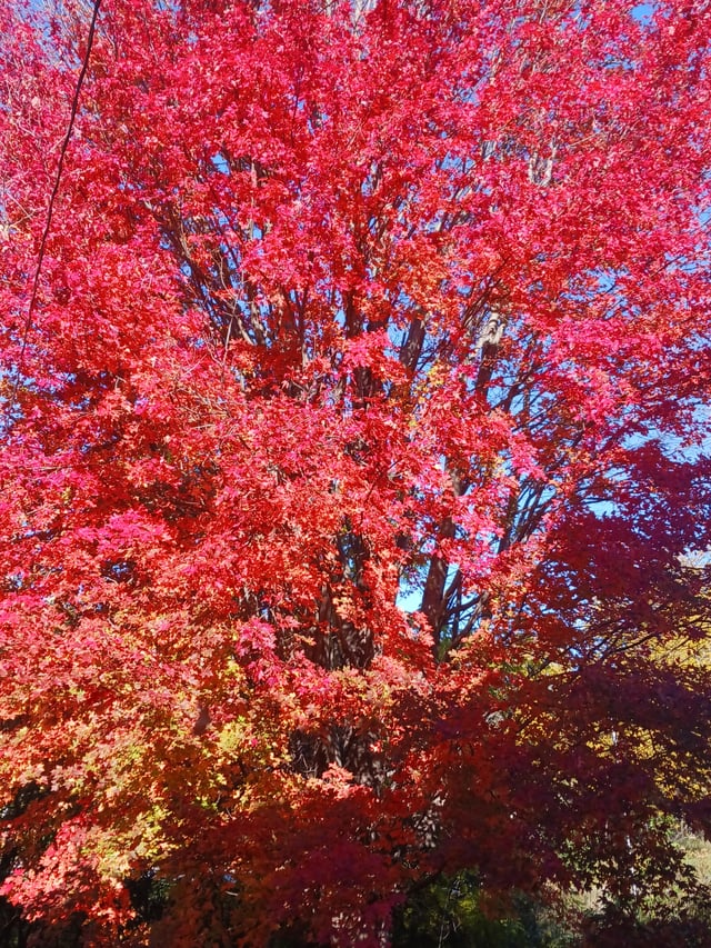 Fall color – Reddit Post