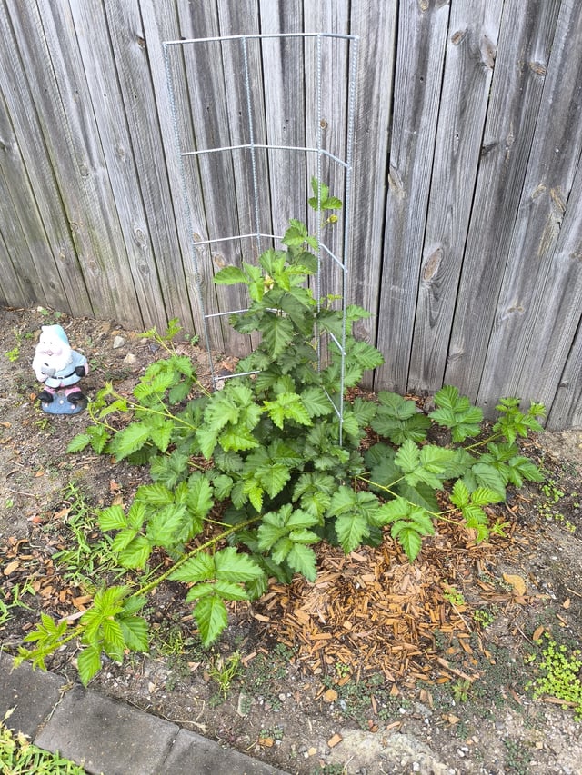 Boysenberry