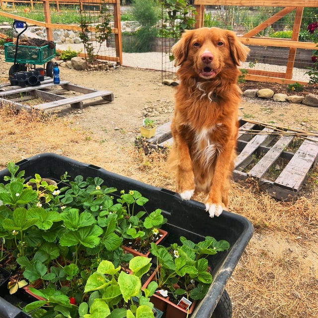 It’s a gardening day !! Planting more strawberries – Reddit Post