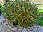 Little Bibi Polygala Plant Yellowing from Bottom Up – Need Urgent Help to Save It