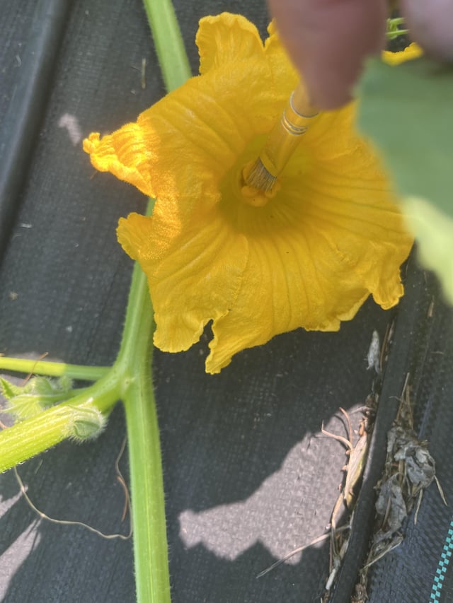 Hand pollination – Reddit Post