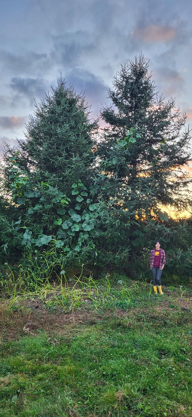 Our squash plants were being eaten by deer so they decided to trellis themselves 20 feet into the air to escape. Life, uh…finds a way. – Reddit Post