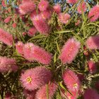 What species of melaleuca/callistemon is this?