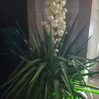 Didn’t know I was growing a yucca or that they flowered – Reddit Post