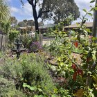 Seeing the garden when I get home from work always makes me smile