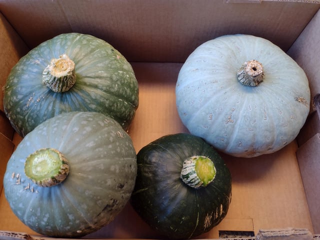 Same plant, different colors. Is this normal? – Reddit Post