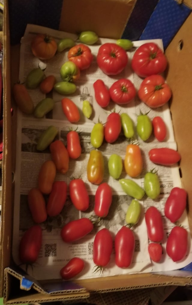 All these tomatoes were picked green – Reddit Post