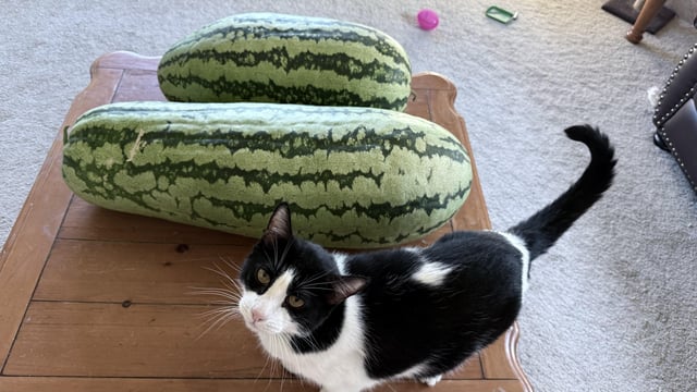 Massive melons – Reddit Post