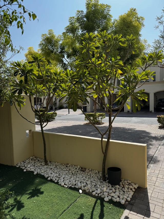 Potting a frangipani?