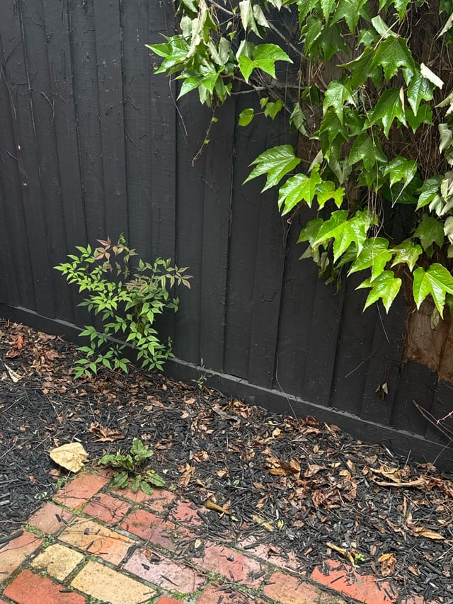 Next door plant id