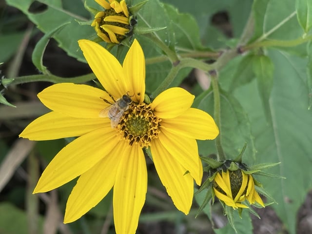 Bees enjoying my sunchokes – Reddit Post