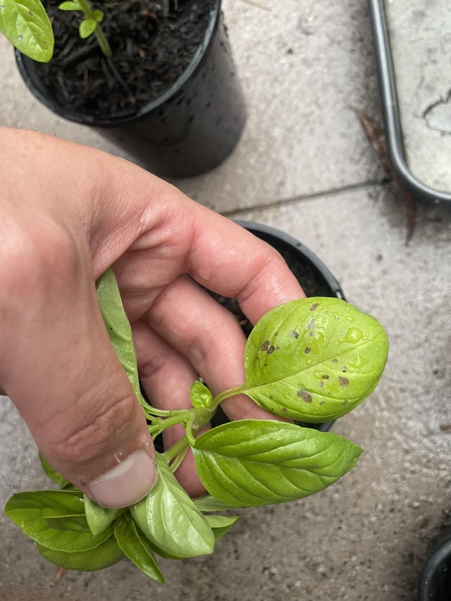 Brown spots on basil