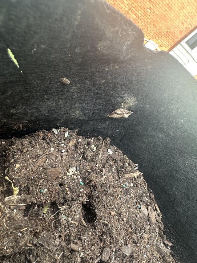 Anyone know what this is on the inside of my planter? – Reddit Post