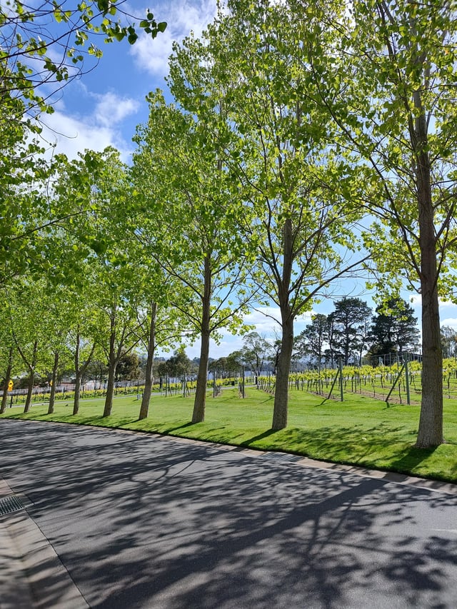 Identifying the trees lining this driveway